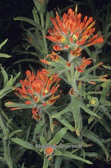 castilleja applegatei ssp pinetorum 1 graphic